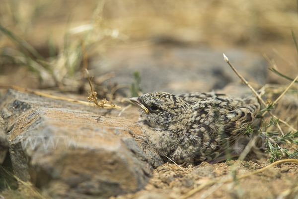 Mongolenlerche (Melanocorypha mongolica)