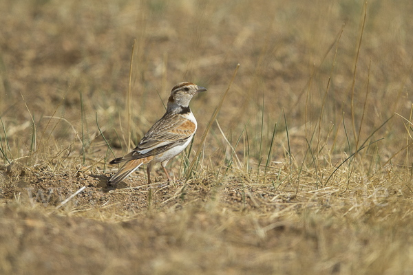 Mongolenlerche (Melanocorypha mongolica)