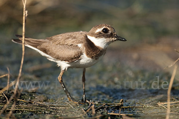 Mongolenregenpfeifer (Charadrius mongolus)