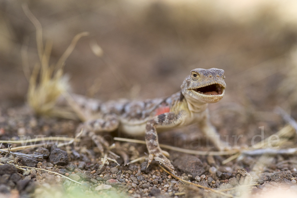 Mongolische Krötenkopfagame (Phrynocephalus versicolor)