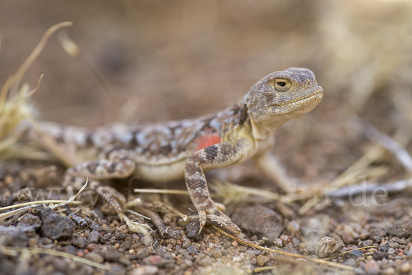 Mongolische Krötenkopfagame (Phrynocephalus versicolor)