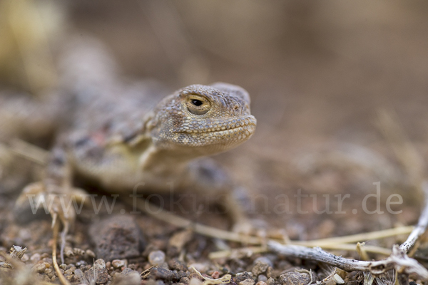 Mongolische Krötenkopfagame (Phrynocephalus versicolor)