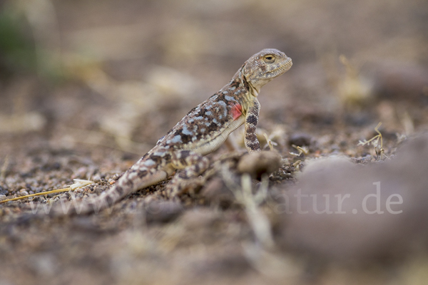 Mongolische Krötenkopfagame (Phrynocephalus versicolor)