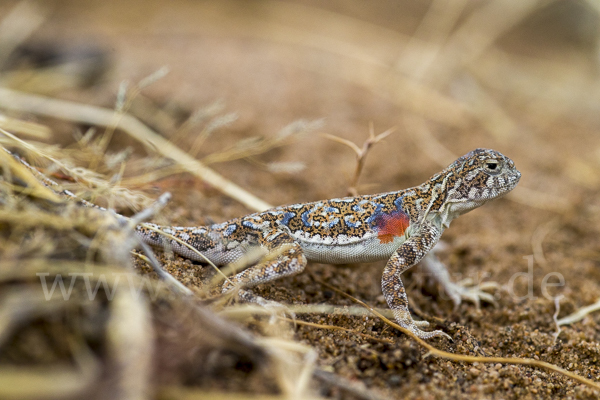 Mongolische Krötenkopfagame (Phrynocephalus versicolor)