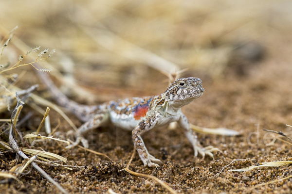 Mongolische Krötenkopfagame (Phrynocephalus versicolor)