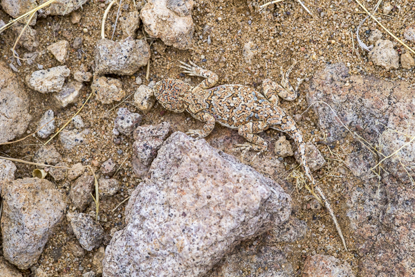 Mongolische Krötenkopfagame (Phrynocephalus versicolor)