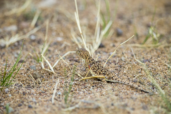 Mongolische Krötenkopfagame (Phrynocephalus versicolor)