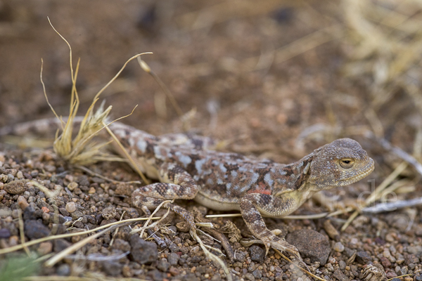 Mongolische Krötenkopfagame (Phrynocephalus versicolor)