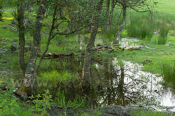 Moor-Birke (Betula pubescens)