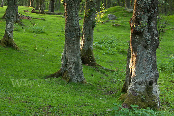 Moor-Birke (Betula pubescens)