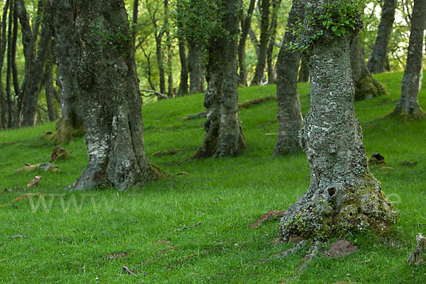 Moor-Birke (Betula pubescens)