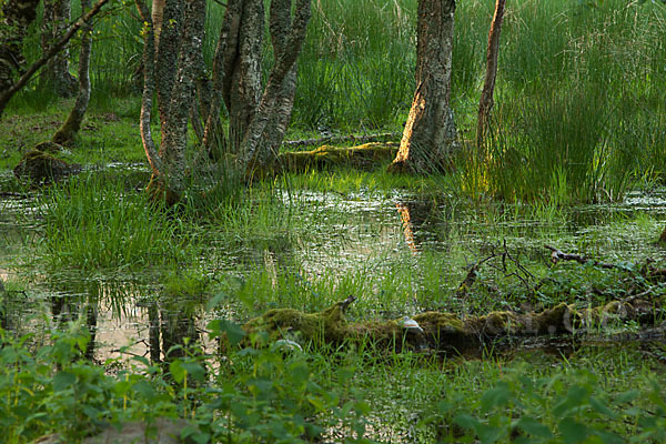 Moor-Birke (Betula pubescens)