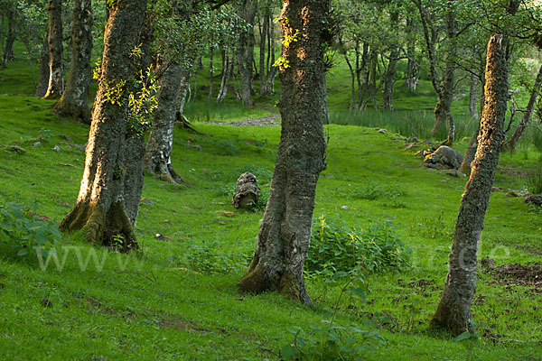 Moor-Birke (Betula pubescens)