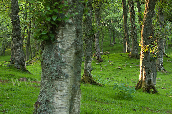 Moor-Birke (Betula pubescens)