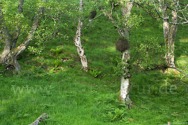 Moor-Birke (Betula pubescens)