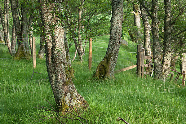 Moor-Birke (Betula pubescens)