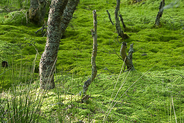 Moor-Birke (Betula pubescens)