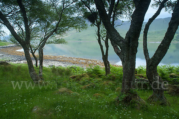 Moor-Birke (Betula pubescens)