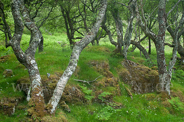 Moor-Birke (Betula pubescens)