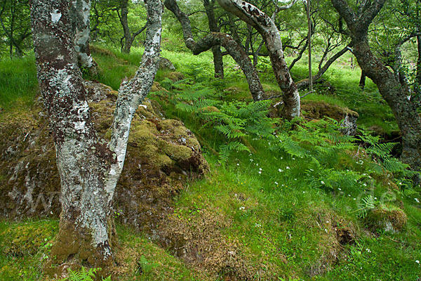 Moor-Birke (Betula pubescens)