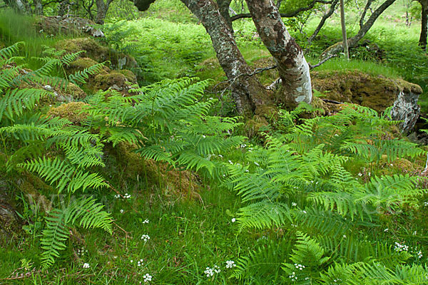 Moor-Birke (Betula pubescens)