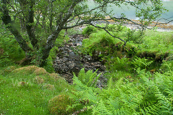 Moor-Birke (Betula pubescens)