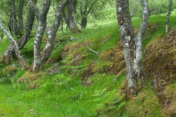 Moor-Birke (Betula pubescens)