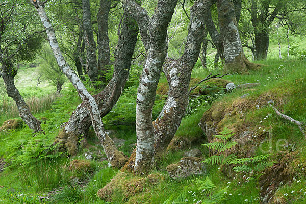 Moor-Birke (Betula pubescens)