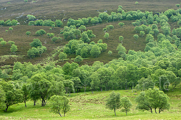 Moor-Birke (Betula pubescens)