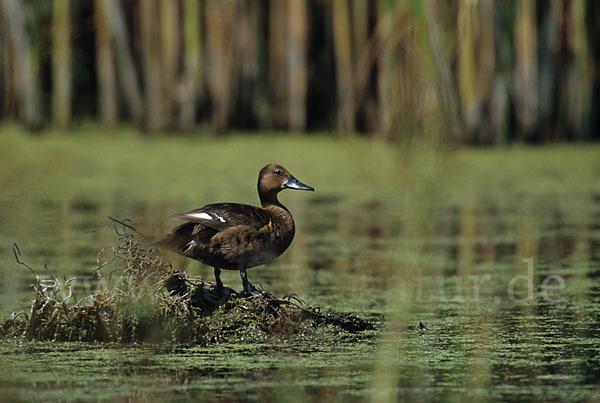 Moorente (Aythya nyroca)