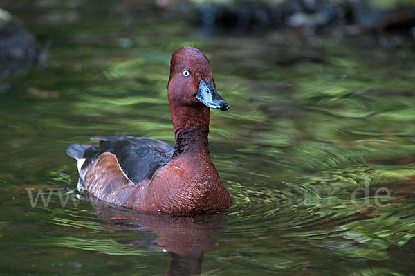 Moorente (Aythya nyroca)