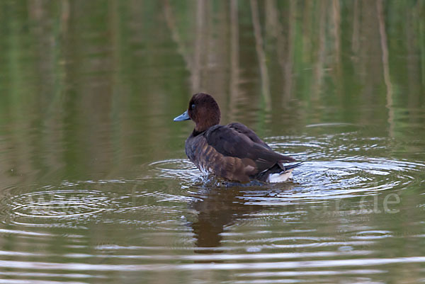 Moorente (Aythya nyroca)