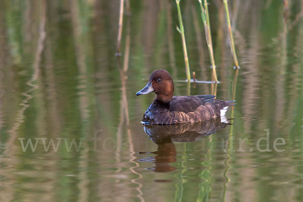 Moorente (Aythya nyroca)