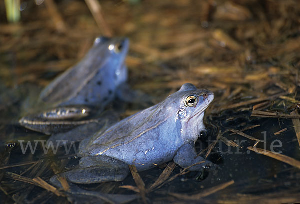 Moorfrosch (Rana arvalis)