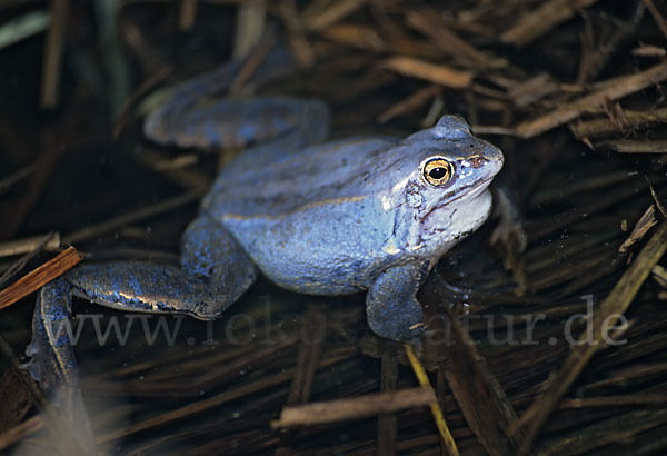 Moorfrosch (Rana arvalis)