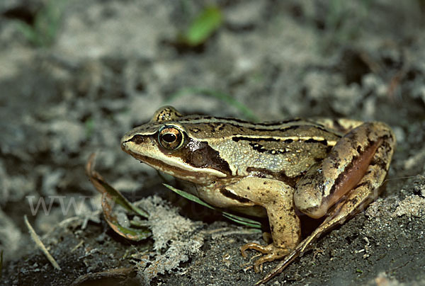 Moorfrosch (Rana arvalis)