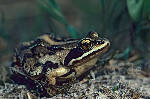 Moorfrosch (Rana arvalis)