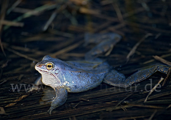 Moorfrosch (Rana arvalis)