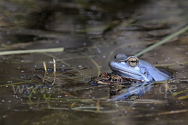 Moorfrosch (Rana arvalis)