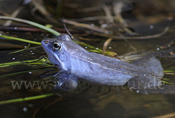 Moorfrosch (Rana arvalis)