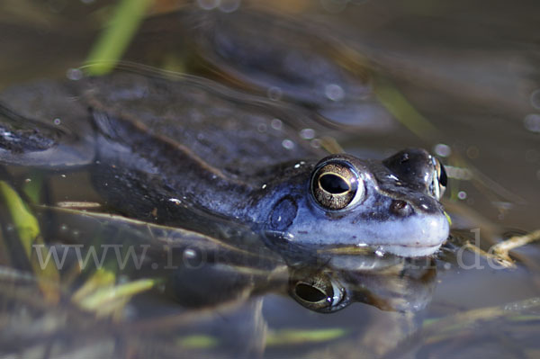 Moorfrosch (Rana arvalis)