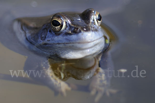 Moorfrosch (Rana arvalis)