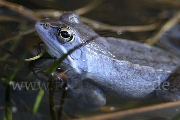 Moorfrosch (Rana arvalis)