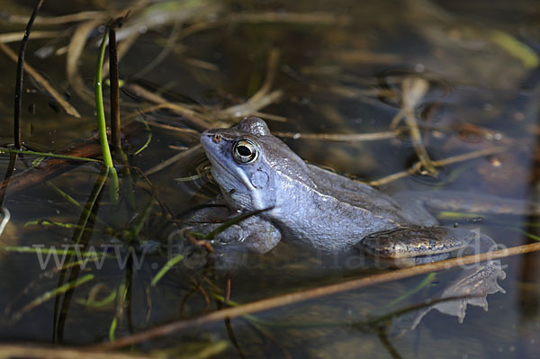 Moorfrosch (Rana arvalis)