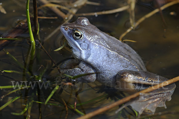 Moorfrosch (Rana arvalis)