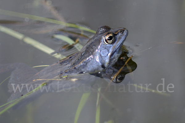 Moorfrosch (Rana arvalis)