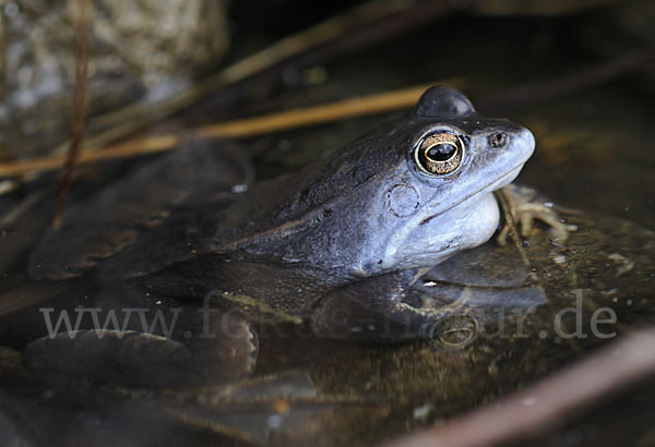 Moorfrosch (Rana arvalis)