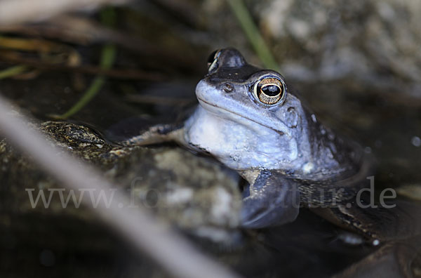 Moorfrosch (Rana arvalis)