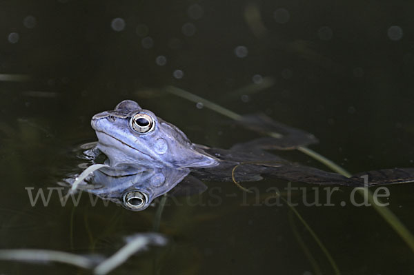 Moorfrosch (Rana arvalis)