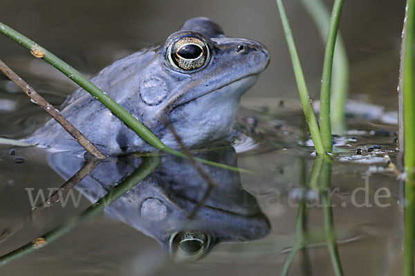 Moorfrosch (Rana arvalis)